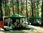 Stellplätze umgeben von Kiefernwald