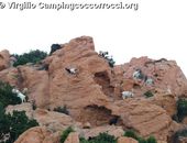 Tiere auf den Felsen