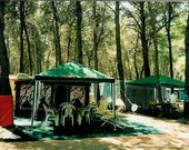 Stellplätze umgeben von Kiefernwald