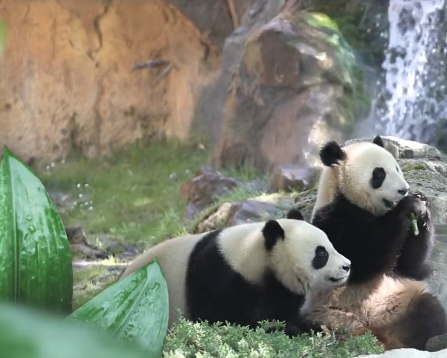 Zoo de Beauval