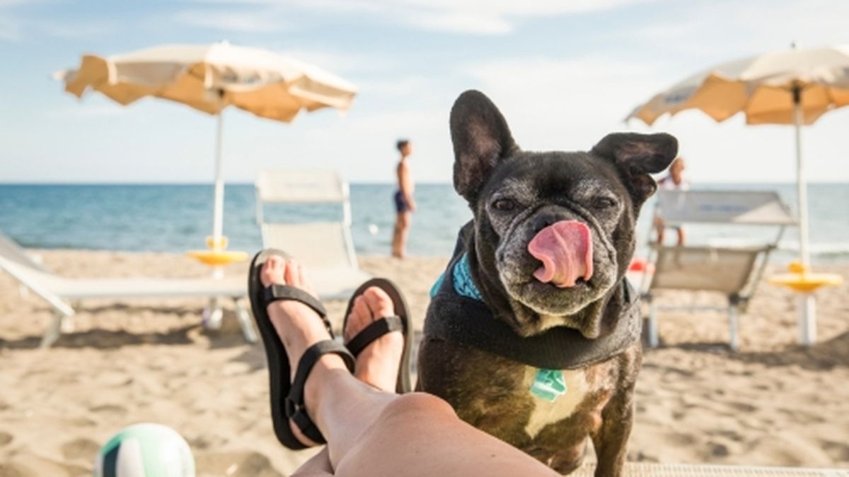 Klub Beach Friends przyjazny zwierzętom