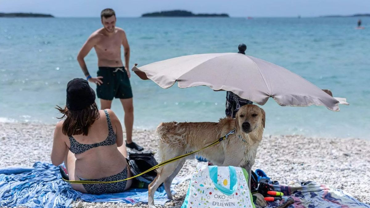 Croatia with dog