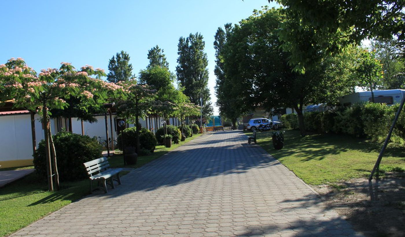 Avenue of the campsite