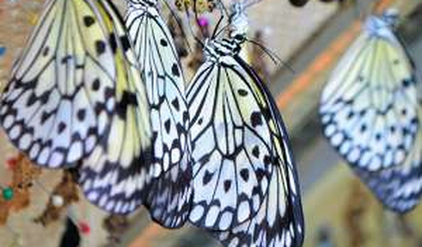 Agricamping Butterfly House Sardegna