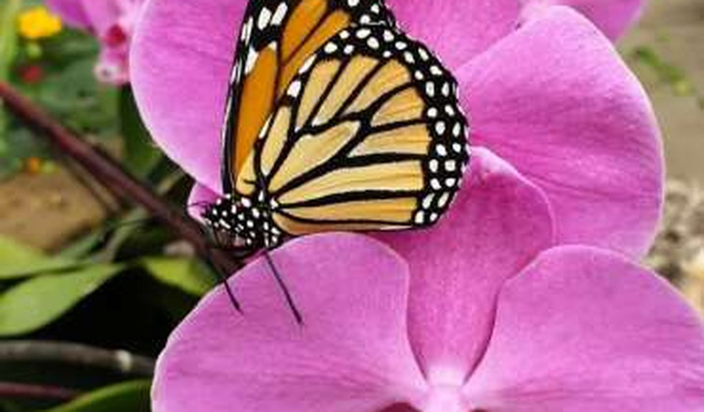 Agricamping Butterfly House Sardegna