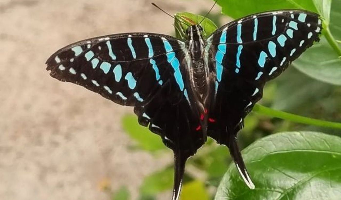 Butterfly House Sardegna Glamping Alghero