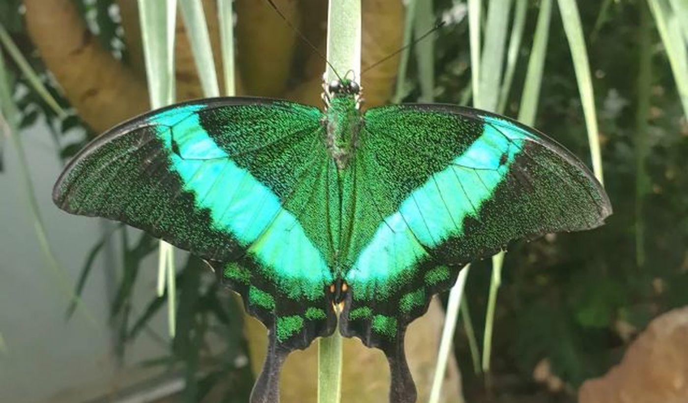 Agricamping Butterfly House Sardegna