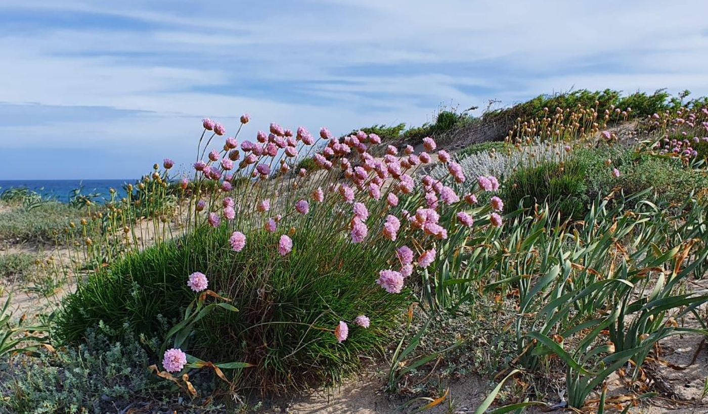 International Camping Valledoria