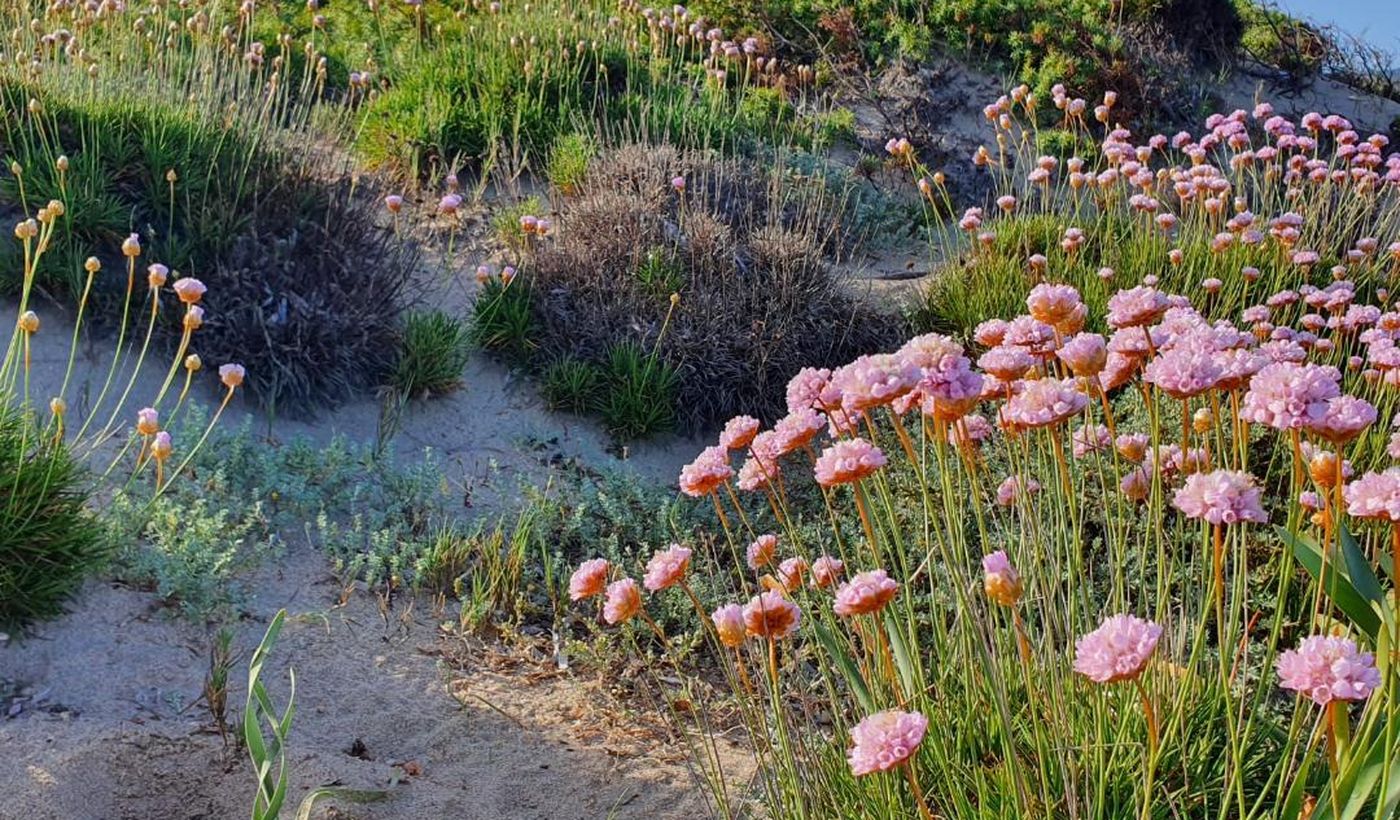 International Camping Valledoria