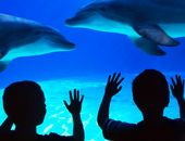 Aquarium mit Delfinen