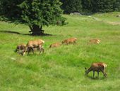 Camping in den Dolomiten, Trentino Alto Adige