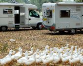 Camping Falconera