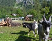 Camping Marmolada Malga Ciapela