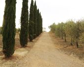 Agricamping Poggio ai Pini